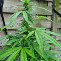 De beste anti-War on Drugs speech ooit