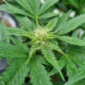 Doe jezelf een lol en hotbox je hoofd