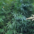 De beste anti-War on Drugs speech ooit