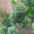 Raad het marihuanading!