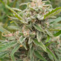 VOC: Toekomst Cannabis Social Clubs