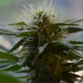De beste anti-War on Drugs speech ooit