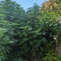 Teaser wietdocu 'The Culture High'