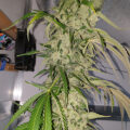 VOC: Toekomst Cannabis Social Clubs