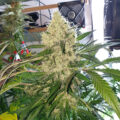 VOC: Toekomst Cannabis Social Clubs