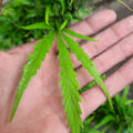 VOC: Toekomst Cannabis Social Clubs
