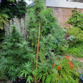 VOC: Toekomst Cannabis Social Clubs