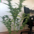 VOC: Toekomst Cannabis Social Clubs