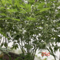 De beste anti-War on Drugs speech ooit