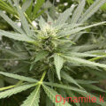 VOC: Toekomst Cannabis Social Clubs
