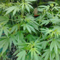Raad het marihuanading!