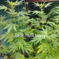 De beste anti-War on Drugs speech ooit