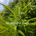 VOC: Toekomst Cannabis Social Clubs