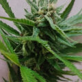 Talkshowhost John Oliver gaat los op 'marijuana laws'
