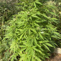 Doe jezelf een lol en hotbox je hoofd