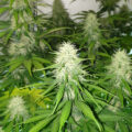 De onzin van het 'luie stoner' stereotype