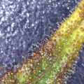 Column: 'Okra? Geen wiet?! Oh crap!'