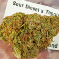 Happy feelings met Sour Tangie in 's lands eerste 2D-coffeeshop