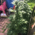 Test van Erik