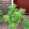 Doe jezelf een lol en hotbox je hoofd