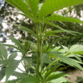 VOC: Toekomst Cannabis Social Clubs