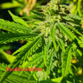 De beste anti-War on Drugs speech ooit