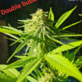 De beste anti-War on Drugs speech ooit