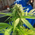 De beste anti-War on Drugs speech ooit