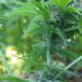 De beste anti-War on Drugs speech ooit