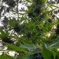 De beste anti-War on Drugs speech ooit