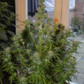 De beste anti-War on Drugs speech ooit