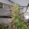 Doe jezelf een lol en hotbox je hoofd
