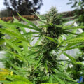 6 x waarom cannabis helpt bij migraine!