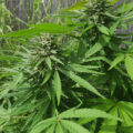 De beste anti-War on Drugs speech ooit