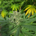 De beste anti-War on Drugs speech ooit