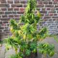De beste anti-War on Drugs speech ooit