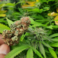 De beste anti-War on Drugs speech ooit
