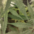 VOC: Toekomst Cannabis Social Clubs