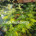 De beste anti-War on Drugs speech ooit