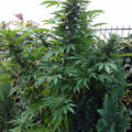 Grootste cannabis & kankeronderzoek ooit
