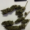 De beste anti-War on Drugs speech ooit