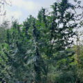 Teaser wietdocu 'The Culture High'