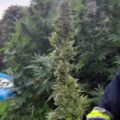 De beste anti-War on Drugs speech ooit