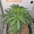 Doe jezelf een lol en hotbox je hoofd