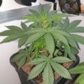 6 x waarom cannabis helpt bij migraine!