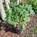 VOC: Toekomst Cannabis Social Clubs
