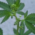 Braziliaanse dealer fopt politie met haan