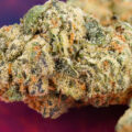 In de 420 Café-tijdscapsule voor een old school Haze