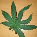 De beste anti-War on Drugs speech ooit