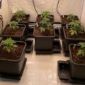 Bio Bertje verpot zijn Top Terps